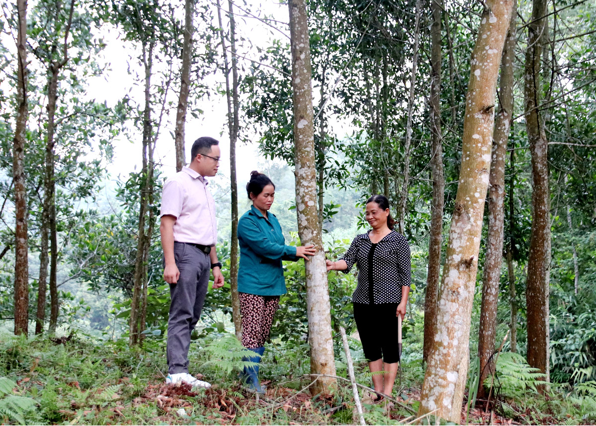 Chính sách dịch vụ môi trường rừng góp phần nâng cao chất lượng rừng ở thị trấn Việt Quang (Bắc Quang).