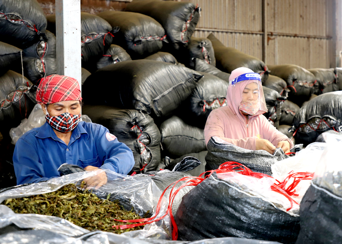 Công đoạn đóng gói chè khô tại cơ sở chế biến chè thuộc tổ 9, thị trấn Nông trường Việt Lâm (Vị Xuyên).