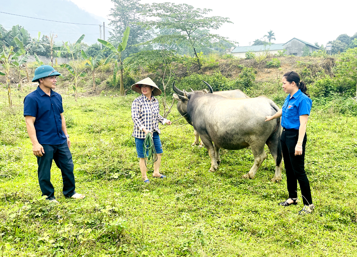 Vốn tín dụng chính sách giúp gia đình bà Hoàng Thị Út, thôn Đội 5, xã Ngọc Linh (Vị Xuyên) đầu tư nuôi trâu hiệu quả.