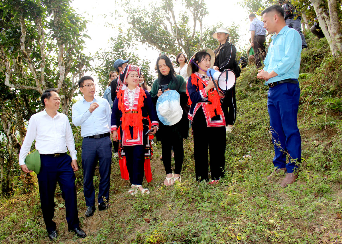 Các đại biểu nghe giới thiệu về cây trà Shan tuyết cổ thụ.