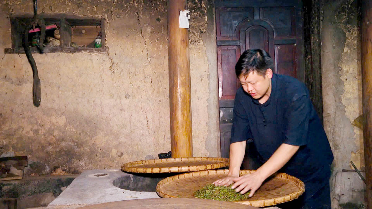 Thu hái và chế biến chè Shan tuyết cổ thụ tại xã Lũng Phìn, Đồng Văn