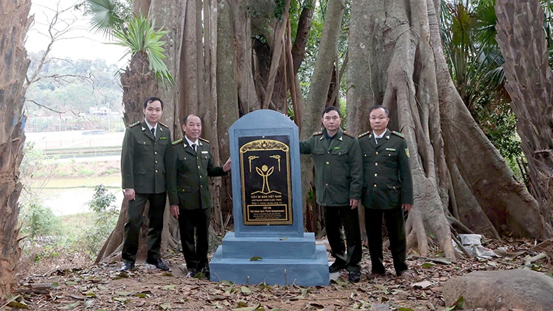 Cây đa di sản Việt Nam hơn 260 năm tuổi tại khu vực Ao Rừm, thôn Tân Lập, xã Tân Trào, huyện Sơn Dương, tỉnh Tuyên Quang.
