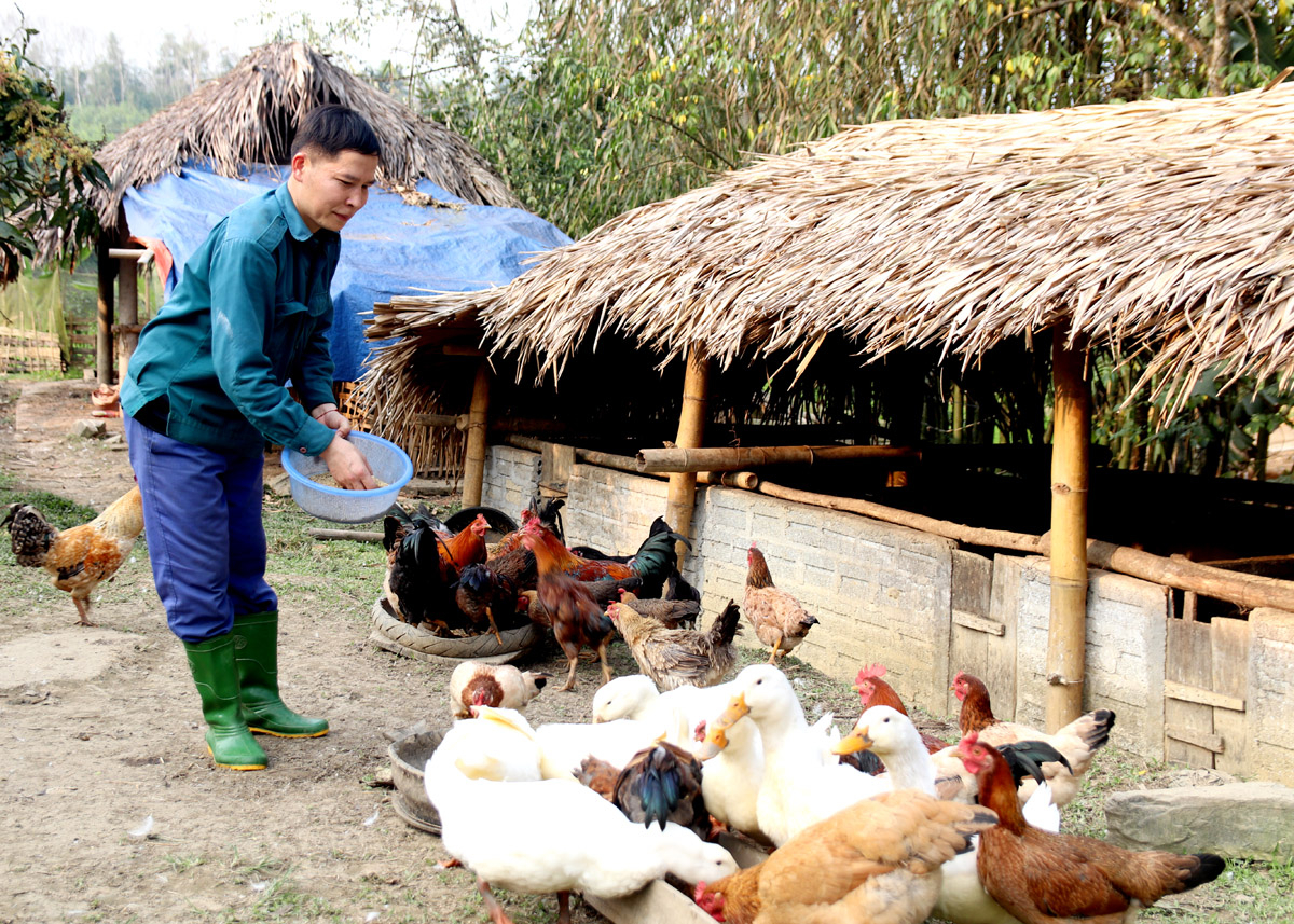 Tín dụng chính sách giúp gia đình anh Nguyễn Văn Dụng, thôn Tân Điền, xã Kim Ngọc có vốn đầu tư chăn nuôi, cải thiện sinh kế.