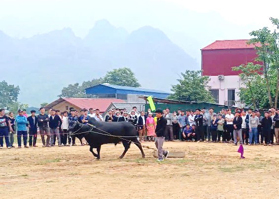 Thi lực sỹ bò.