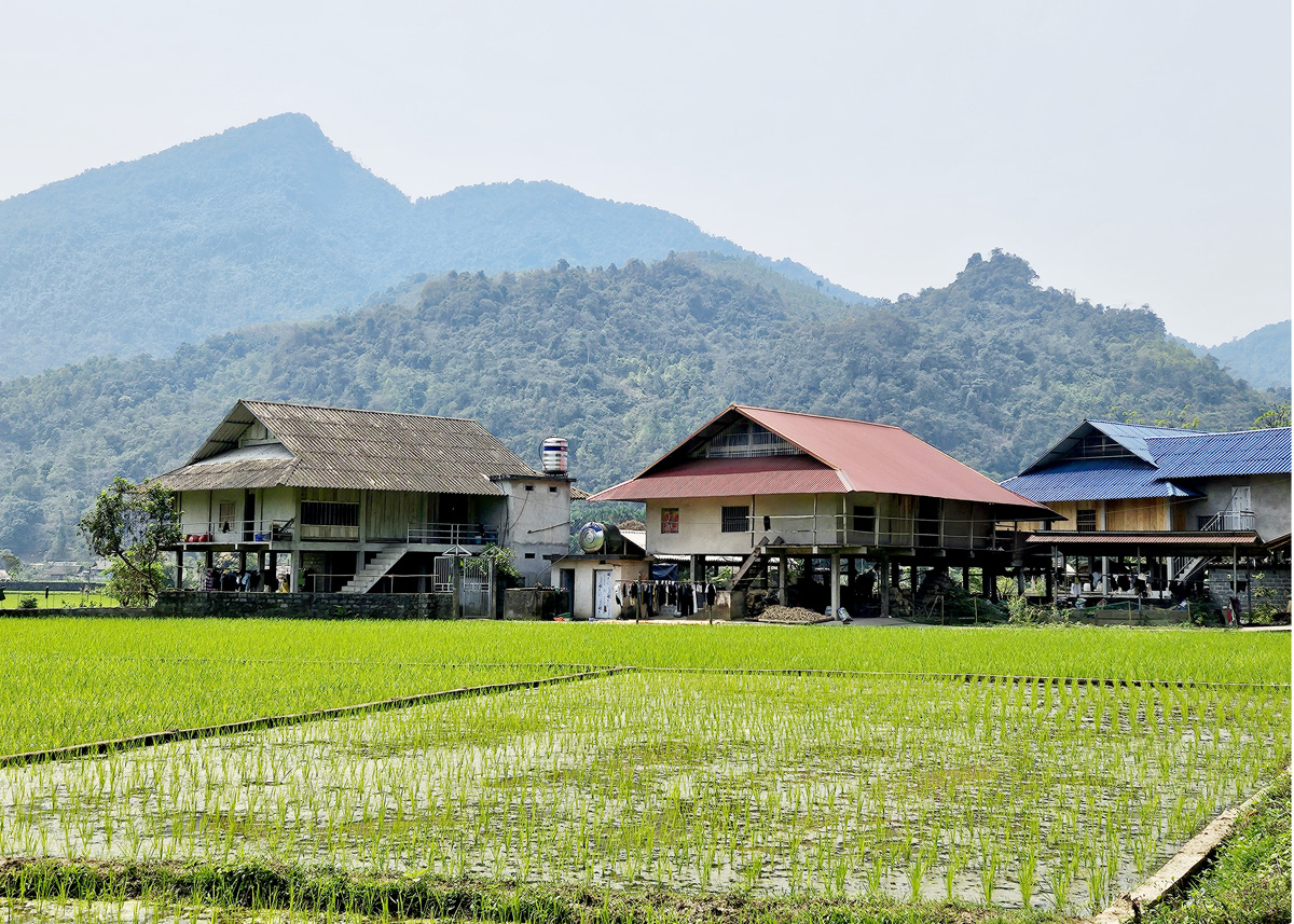 Nhà sàn giữa cánh đồng quê ở xã Tùng Bá (Vị Xuyên).