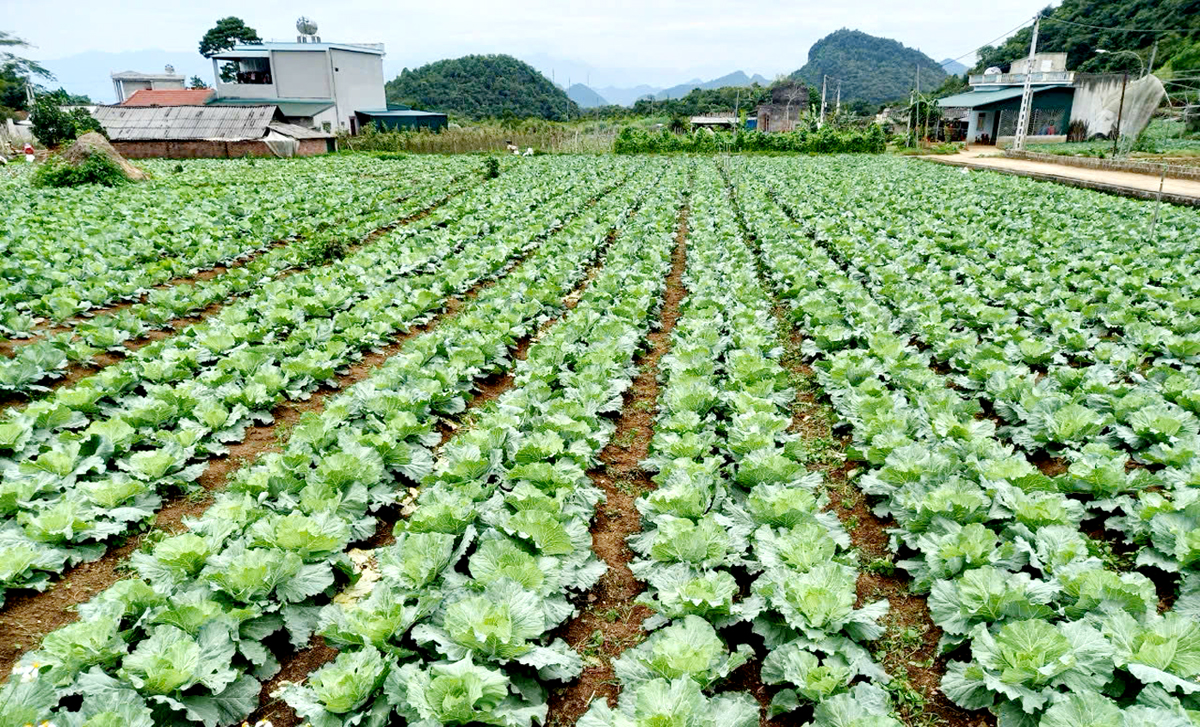 Trồng rau bắp cải theo tiêu chuẩn VietGAP tại xã Quyết Tiến.