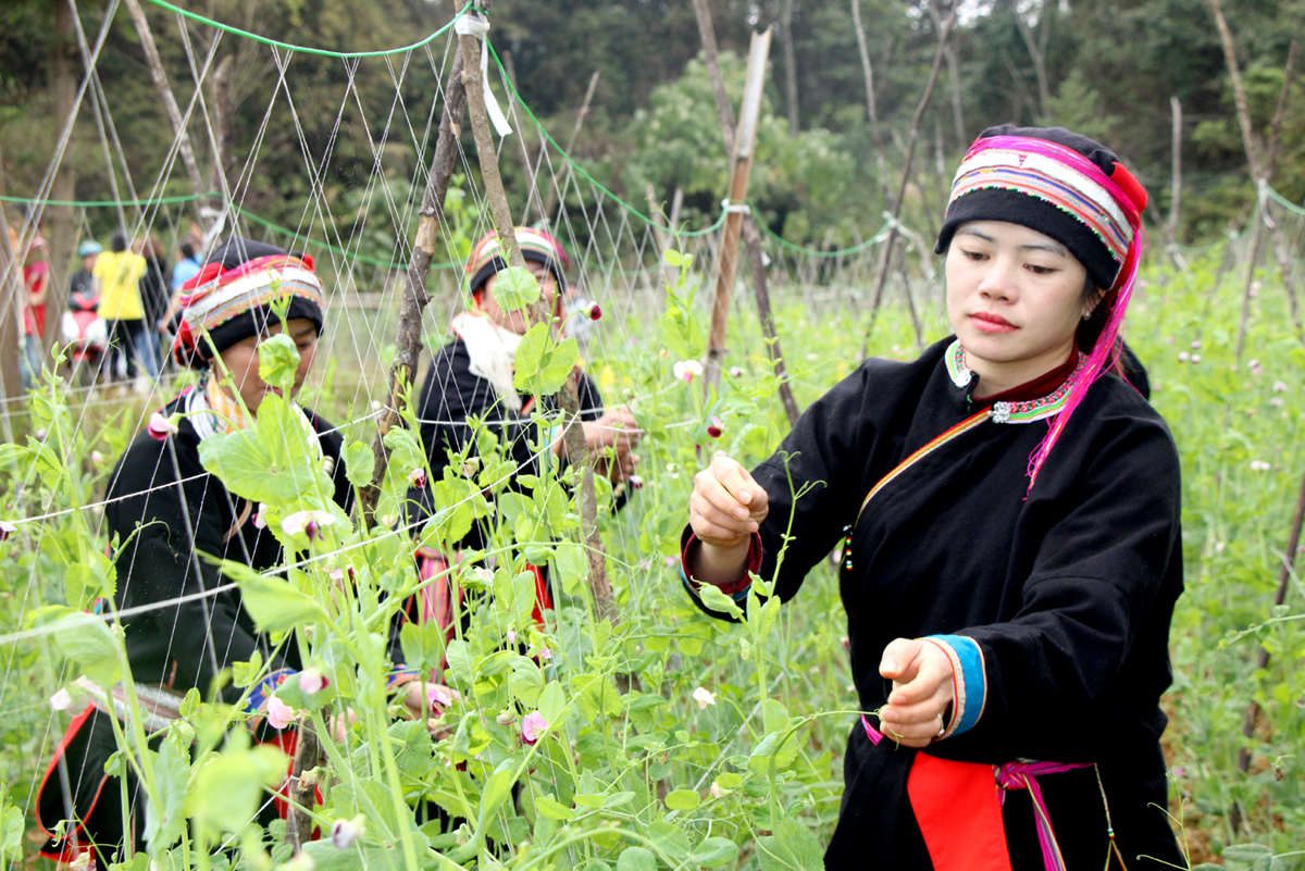Người dân xã Quản Bạ chăm sóc cây rau màu.
