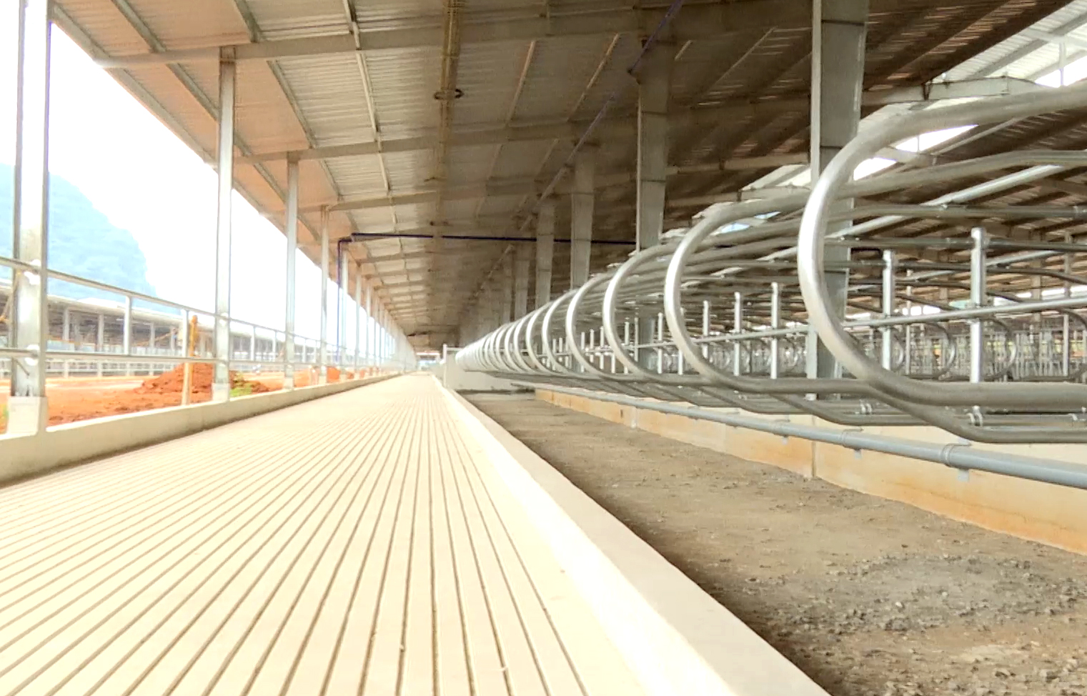 A dairy cow farming project in Phong Quang Commune, Vi Xuyen District.