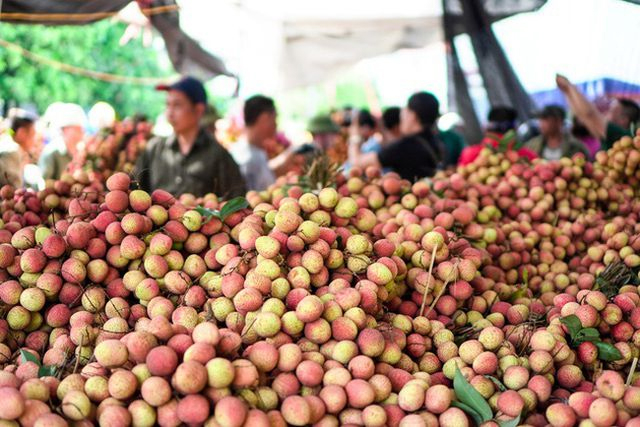 Vải Thanh Hà tấp nập lên đường xuất khẩu. Ảnh minh họa.