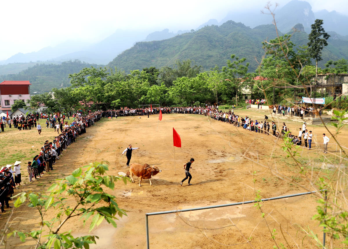 Accordingly, cow athletes must pull a concrete block around the flags, running along the field in a circle from the starting point to the finishing point.