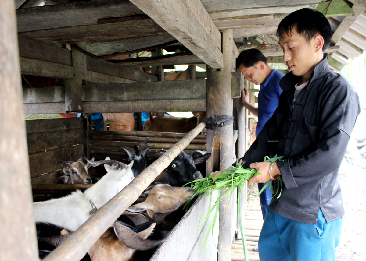 Anh Ly Mí Sính, thôn Lùng Hẩu, xã Thái An (Quản Bạ) chăm sóc đàn dê của gia đình.