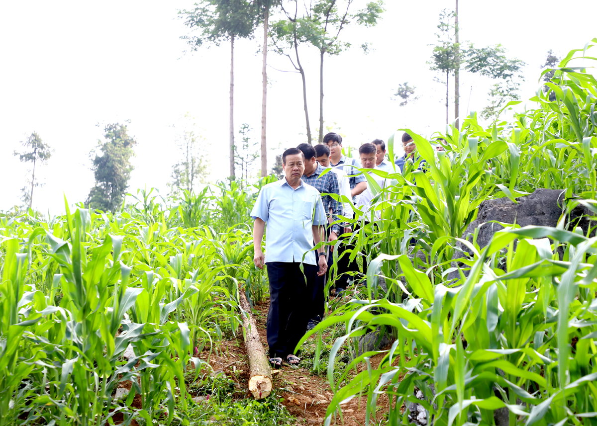 Chủ tịch UBND tỉnh Nguyễn Văn Sơn khảo sát địa điểm xây dựng bể chứa nước cung cấp cho thị trấn Mèo Vạc.