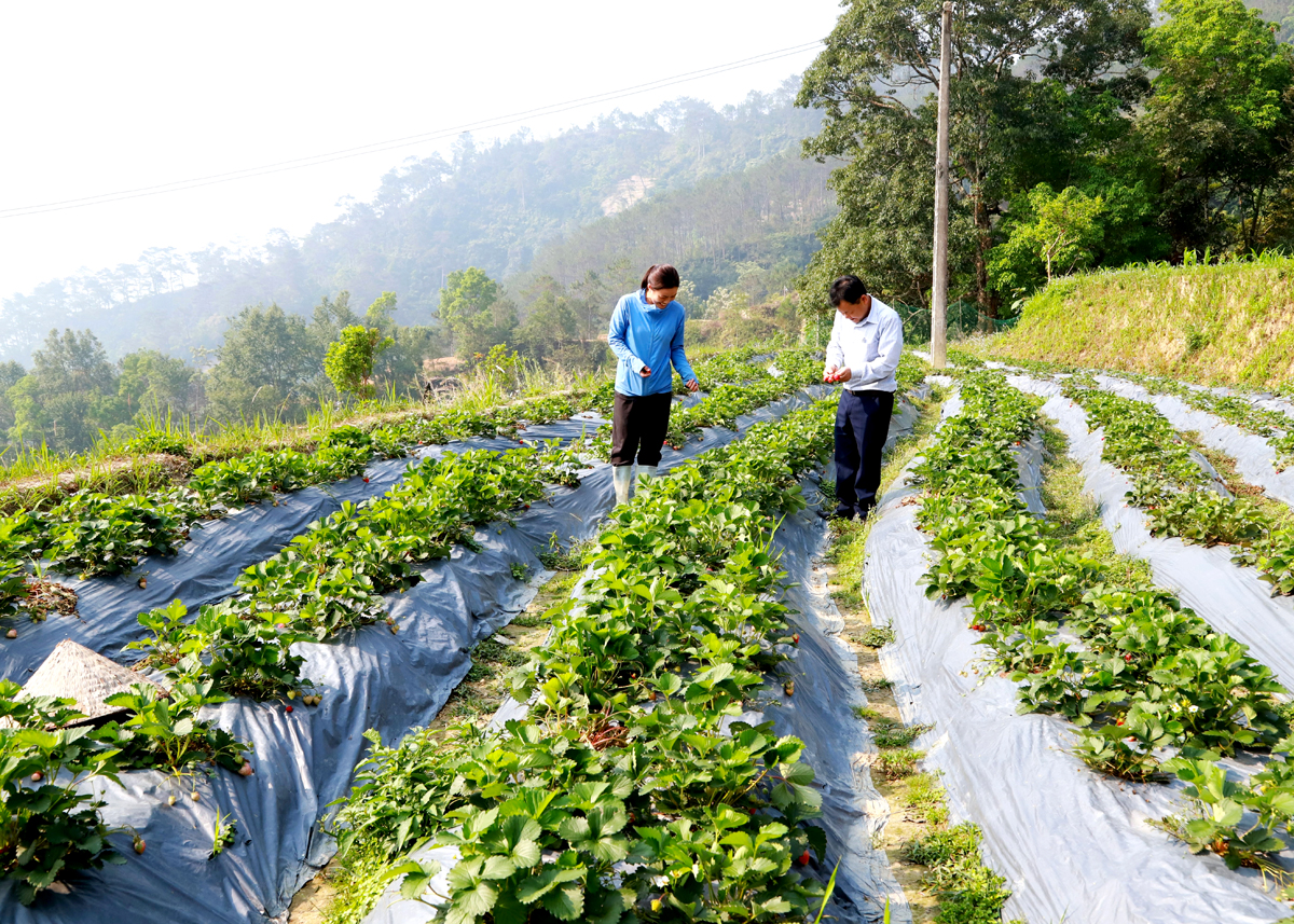 Đảng viên trẻ Ly Thị Lỳ, thôn Cốc Có, xã Pố Lồ tiên phong trồng Dâu tây, đem lại hiệu quả kinh tế cao.