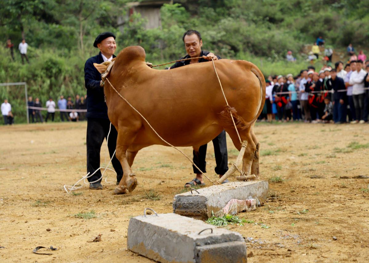 To become an athlete, each cow must be able to pull a concrete block weighing nearly 1 quintal in the fastest time.