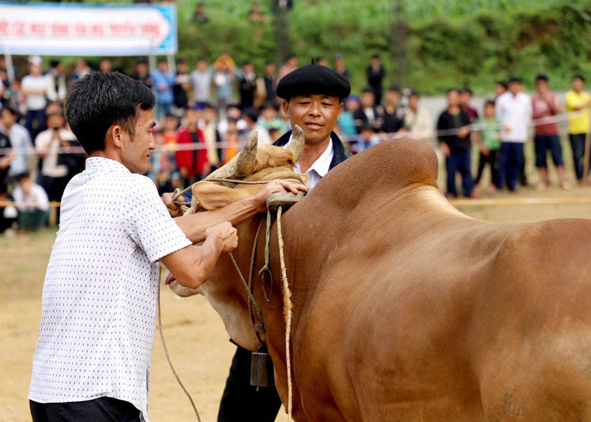 The preparation for cow athletes to compete is very important, so the bull owners do it carefully, ensuring the cow athletes are most comfortable when competing.