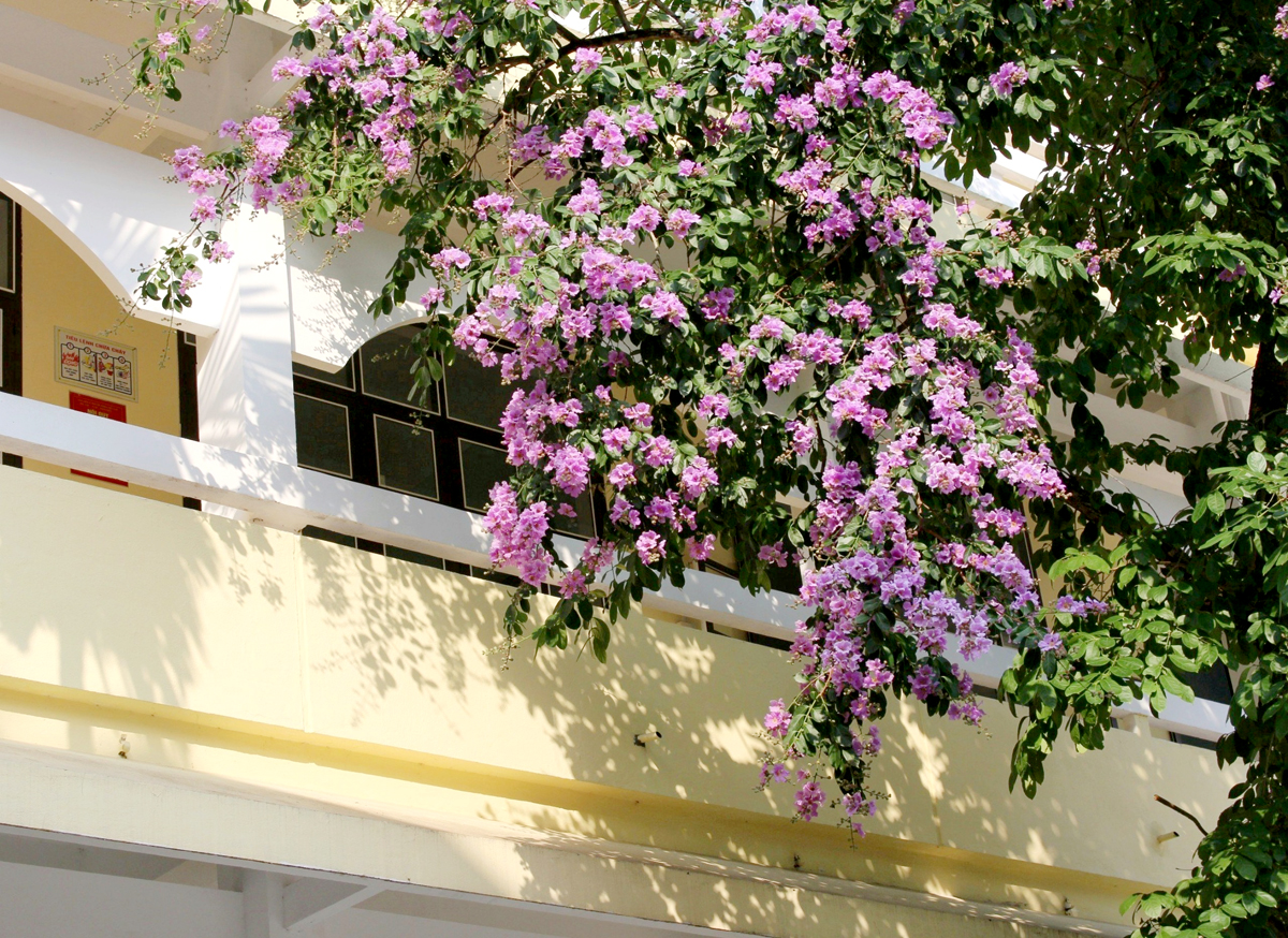 Màu tím thuỷ chung của hoa Bằng lăng tô điểm cho khu giảng đường của Phân hiệu Đại học Thái Nguyên tại Hà Giang.