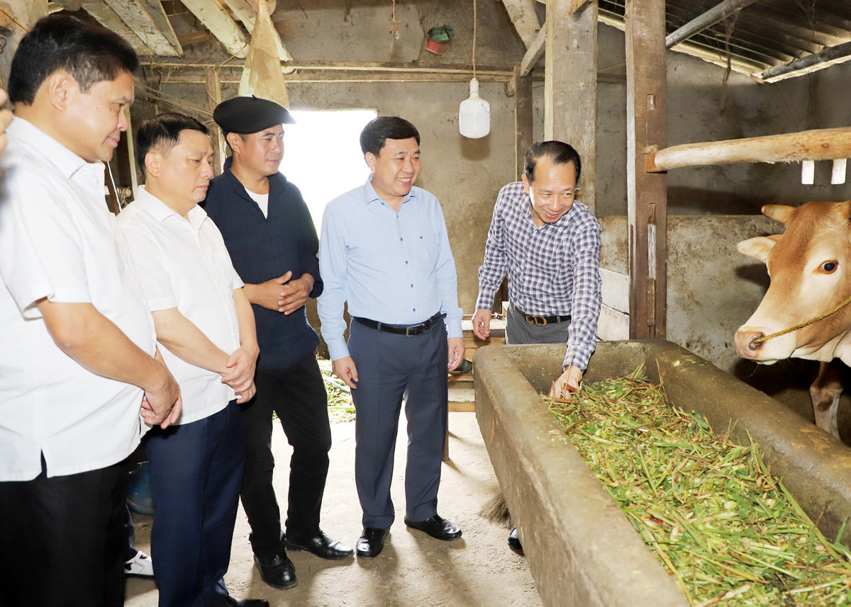 Quyền Bí thư Tỉnh ủy Nguyễn Mạnh Dũng thăm mô hình chăn nuôi bò vỗ béo tại thôn Sủng Lủ, xã Lũng Chinh.