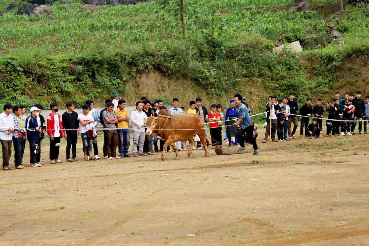 Controlling the cow athlete in the right direction and pulling the concrete block quickly demonstrates the experience and connection of the cow owner with the family cow.