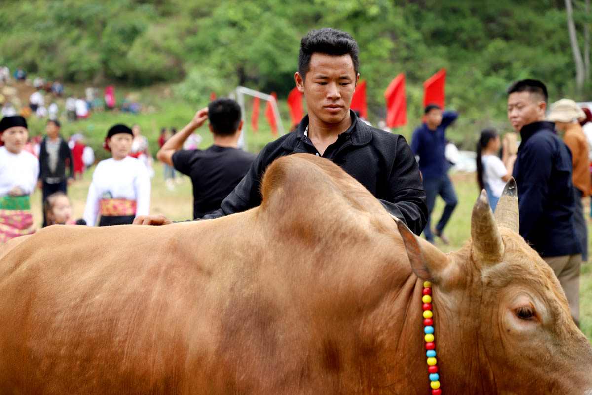 Cow owner Ly Van Long, of Du Tien Commune prepares to bring his cow athlete into the race. Long said the cow is 4 years old and weighs about 5 quintals. He bought it for nearly 50 million VND, 2 years ago, and this is the second time Long has brought the cow to compete.