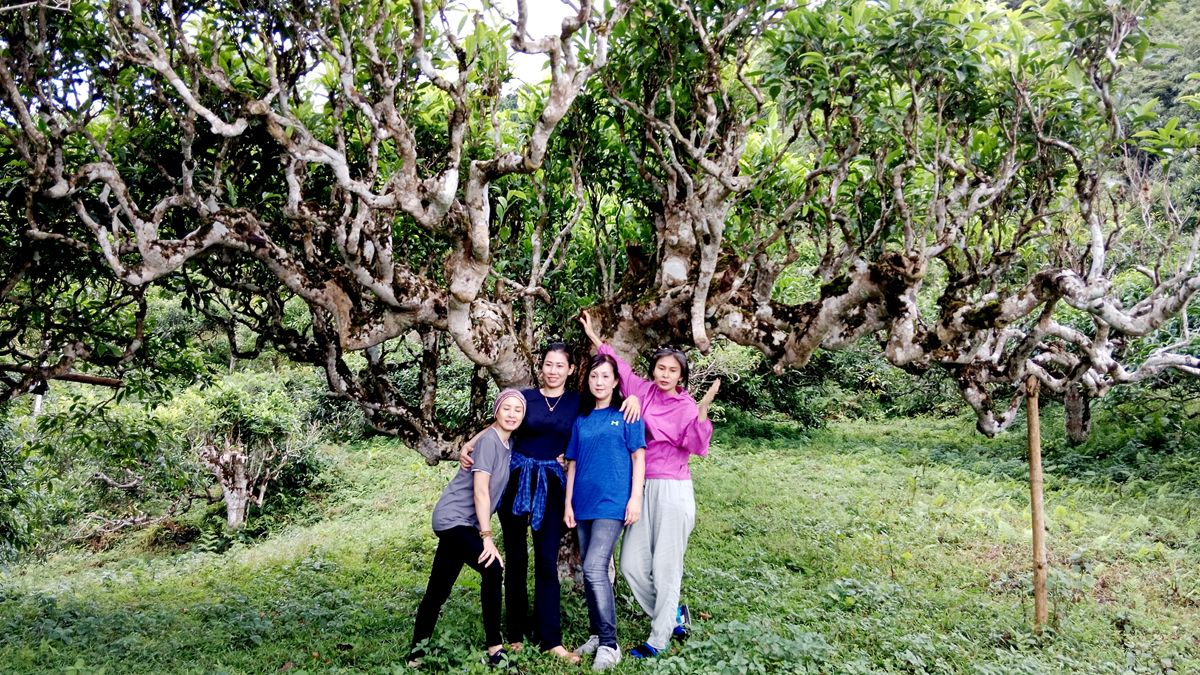 Visitors take photos at the ancient Shan Tuyet.