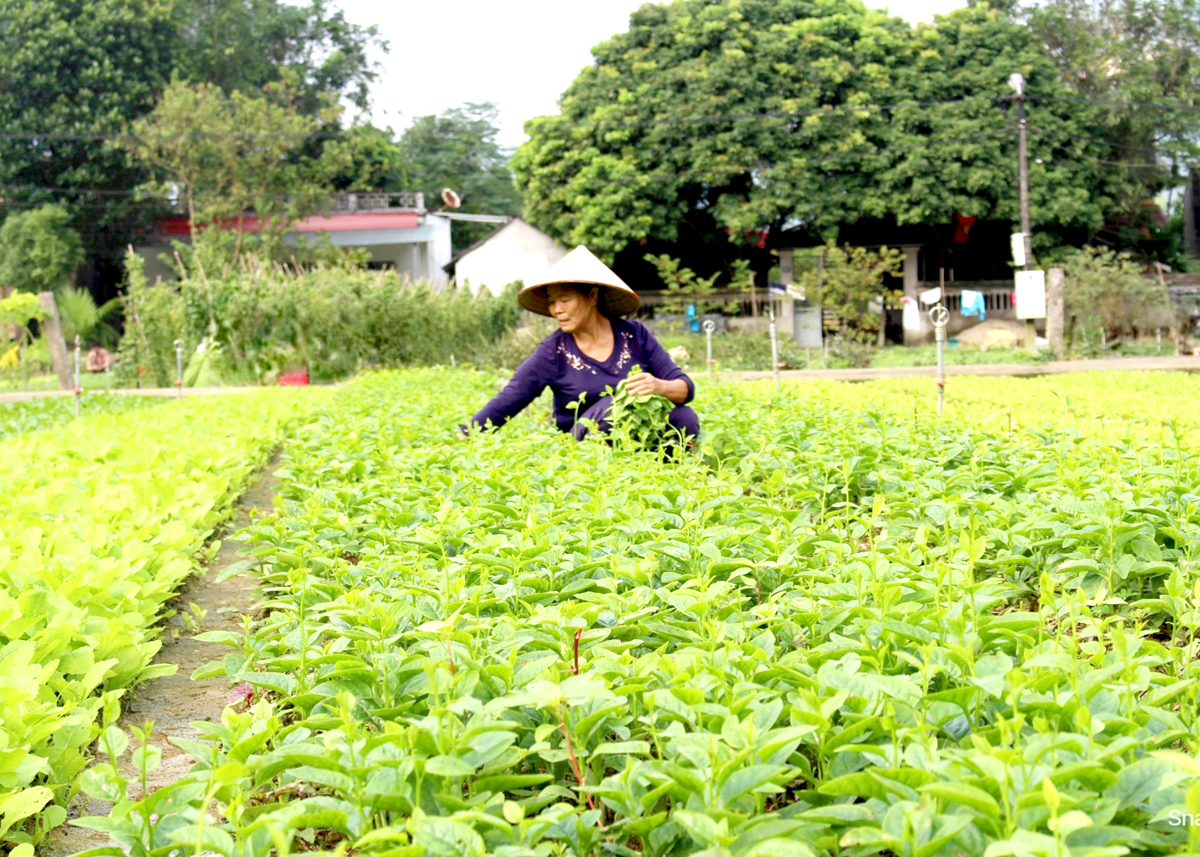 Sản xuất rau theo hướng VietGAP tại phường Ngọc Hà, thành phố Hà Giang.