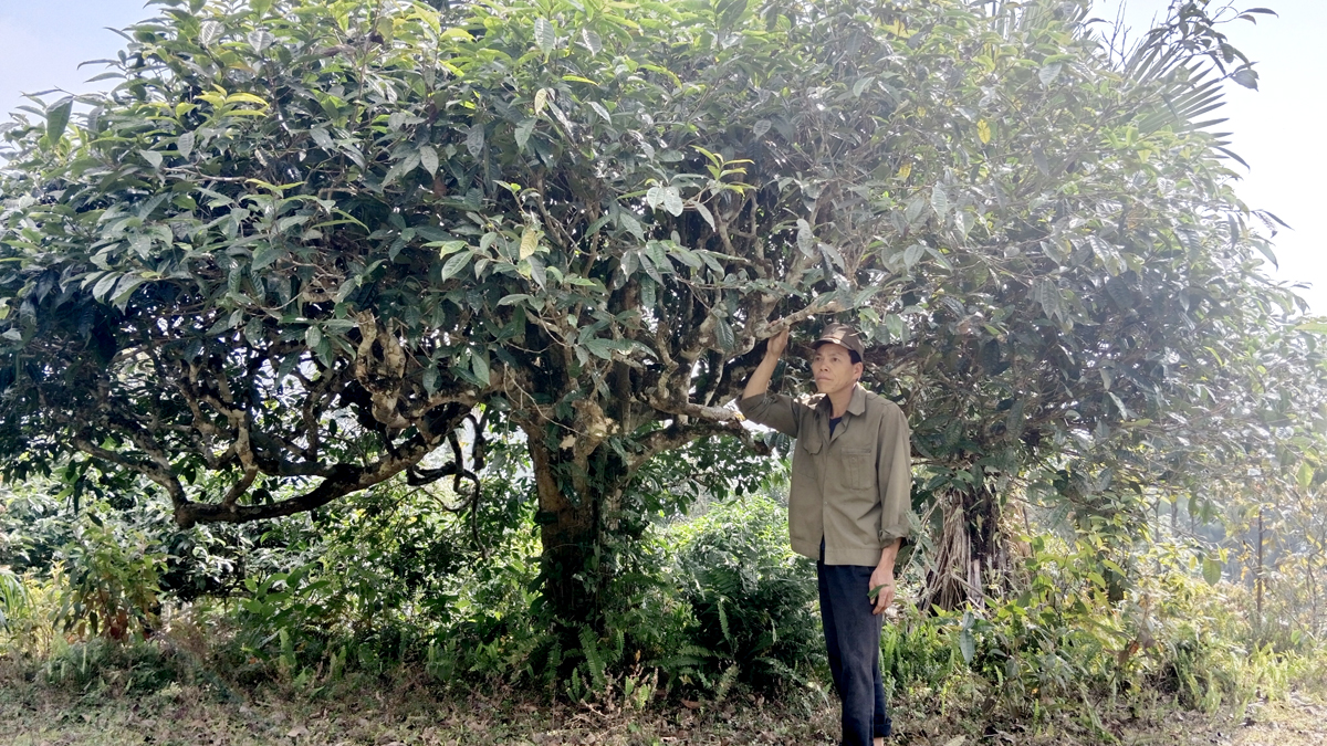 Ông Lý Văn Mành, thôn Lùng Vài bên cây chè cổ thụ của gia đình.