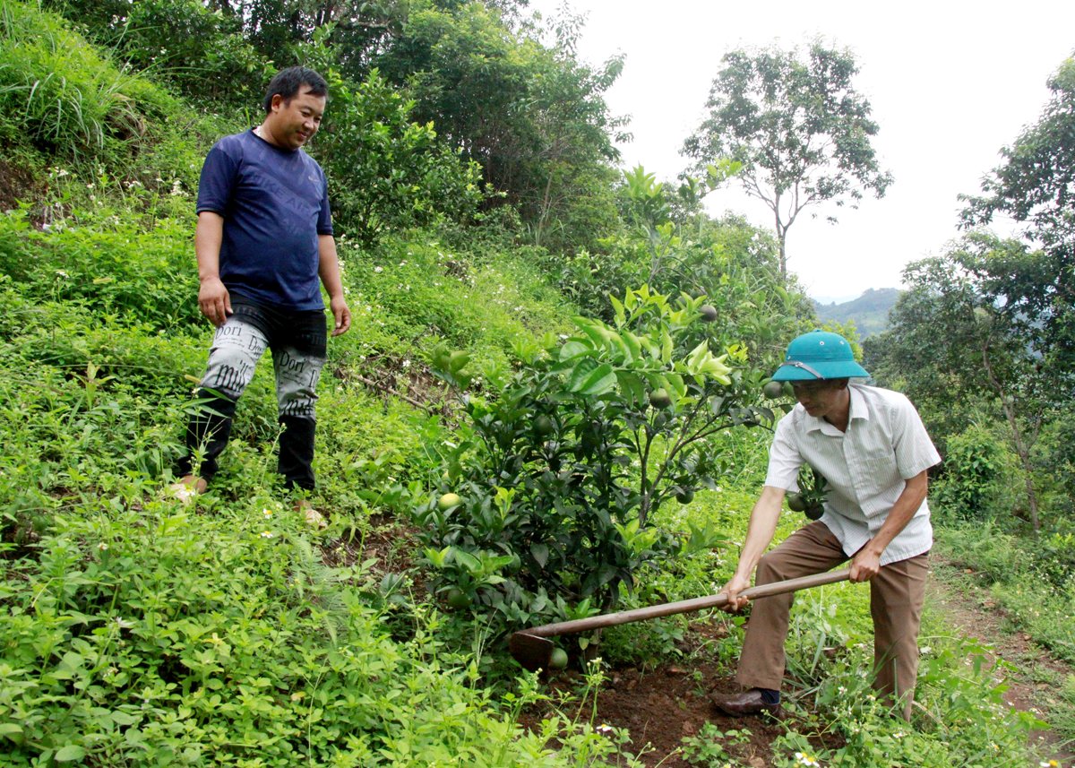 Lãnh đạo xã Bát Đại Sơn (Quản Bạ) hướng dẫn người dân chăm sóc cây quýt.