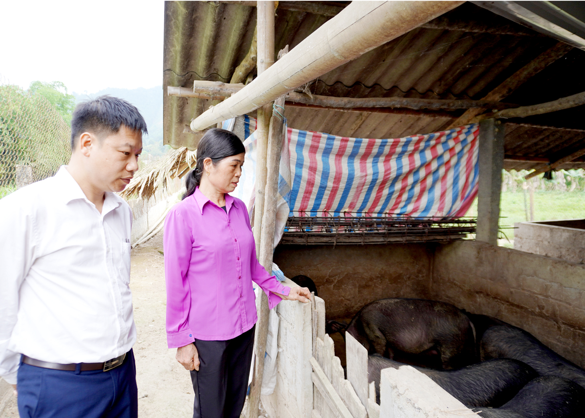 Bà Cam Thị Tuệ, thôn Đồng Kem, xã Đồng Yên (Bắc Quang) phát triển chăn nuôi từ nguồn vốn của phòng giao dịch Gia Tự.
