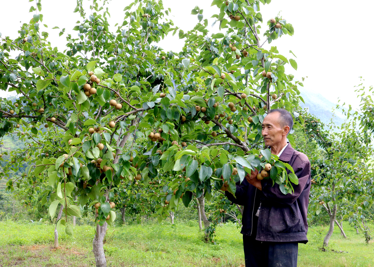 The pear garden of Mr. Giang Chu Lus family, Quarter 2, Pho Bang Town promises to bring a good source of income.