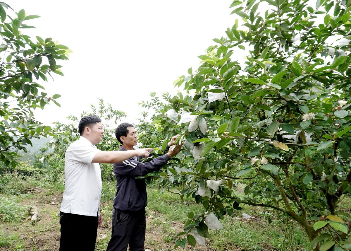 Anh Bùi Văn Phước, thôn Hùng Tâm, xã Hùng An (Bắc Quang) chuyển đổi cơ cấu cây trồng, đem lại hiệu quả kinh tế cao.