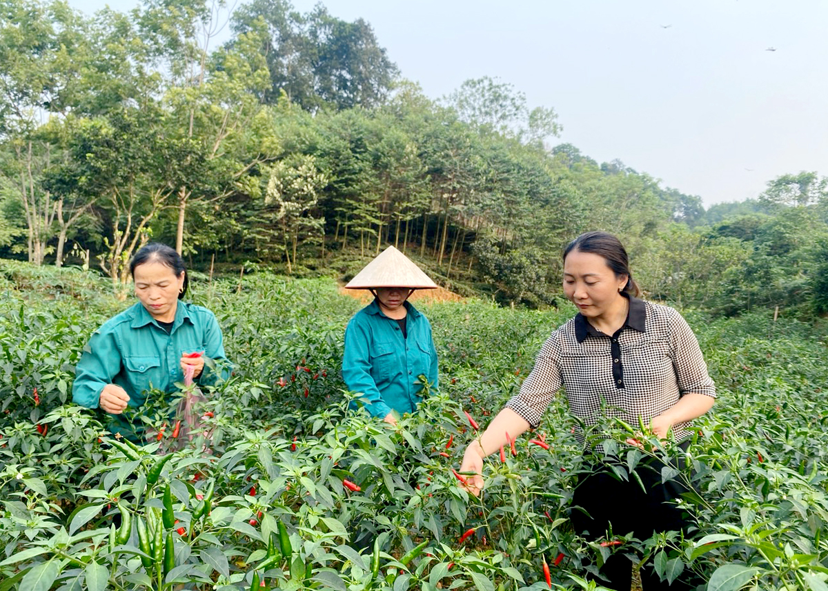 Mô hình trồng ớt cho thu nhập cao của chị Nguyễn Thị Sáu, tổ 12, thị trấn Việt Lâm.