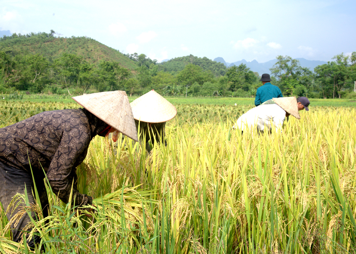 Người dân thôn Tân An, thị trấn Yên Bình (Quang Bình) thu hoạch lúa trên cánh đồng dồn điền đổi thửa.

