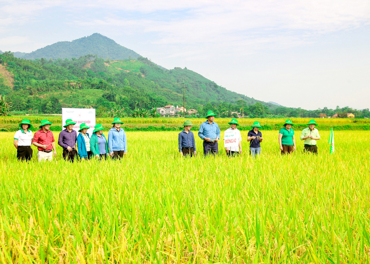 Mô hình khảo nghiệm giống lúa Đông A2 tại xã Vĩ Thượng (Quang Bình).