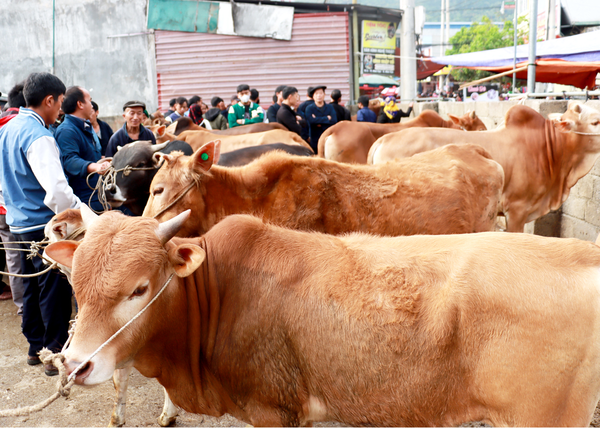 Người dân mua, bán bò tại chợ bò huyện Mèo Vạc.
