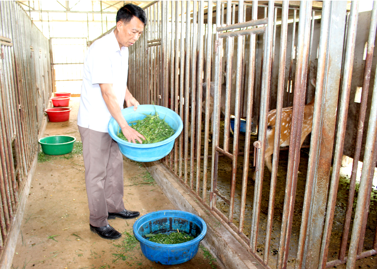 Ông Trần Văn Thành, thôn Minh Thành, xã Trung Thành (Vị Xuyên) đang chăm sóc đàn Hươu của gia đình.