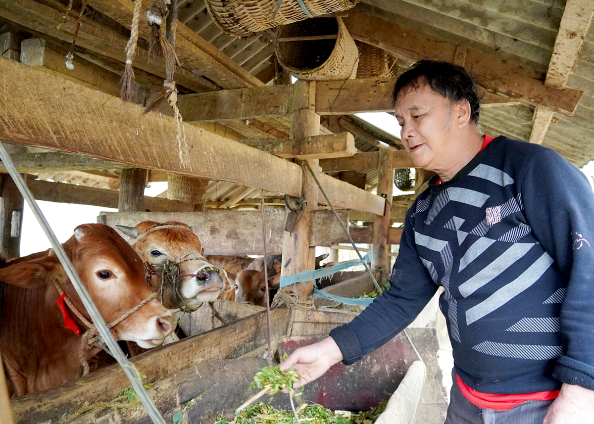 Ông Giàng Chứ Sình, thôn Lẻo Chá Phìn B, xã Sơn Vĩ (Mèo Vạc) chăm sóc đàn bò.