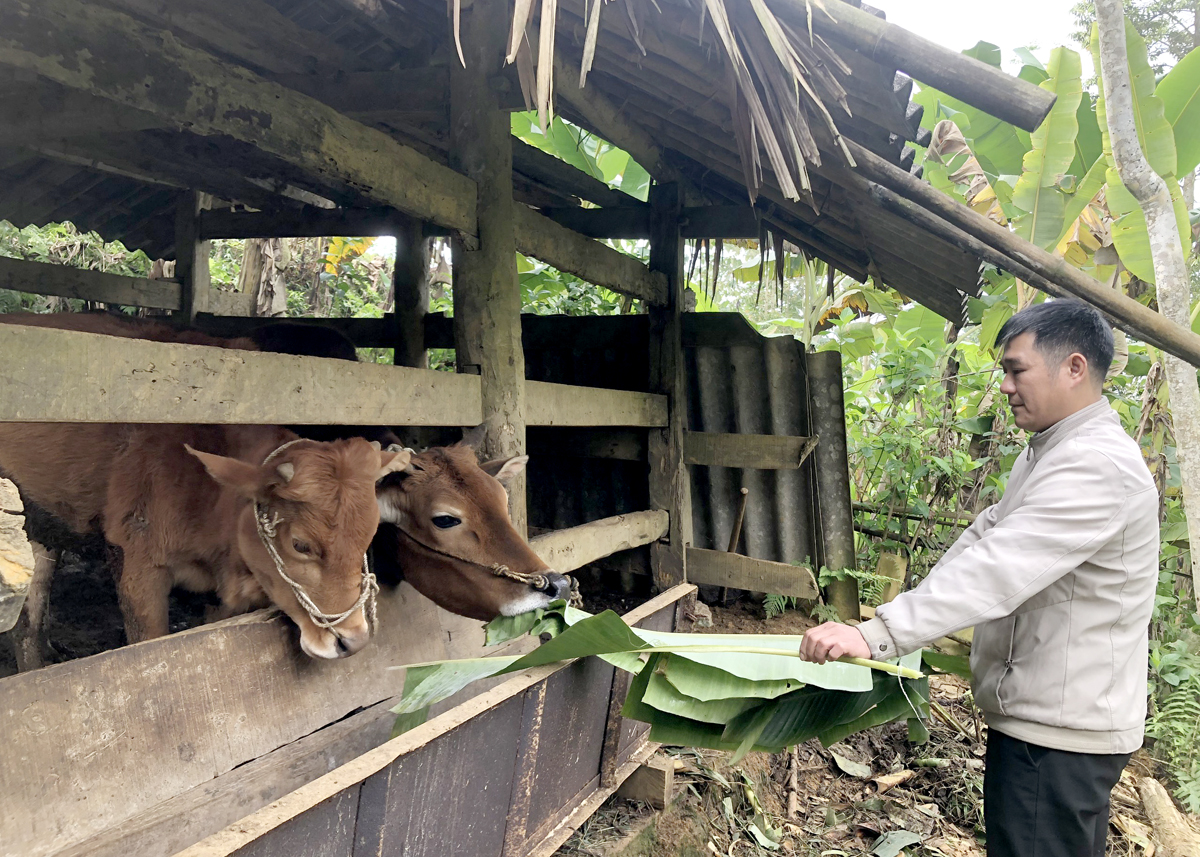 Người dân xã Kim Thạch chăm sóc đàn bò được hỗ trợ từ Chương trình phát triển KT - XH vùng đồng bào dân tộc thiểu số, miền núi.