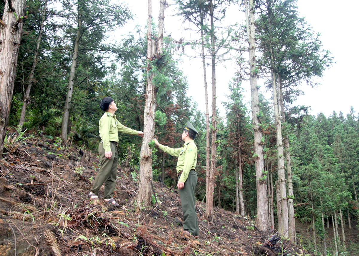 Lực lượng Kiểm lâm tuần tra, bảo vệ rừng.

