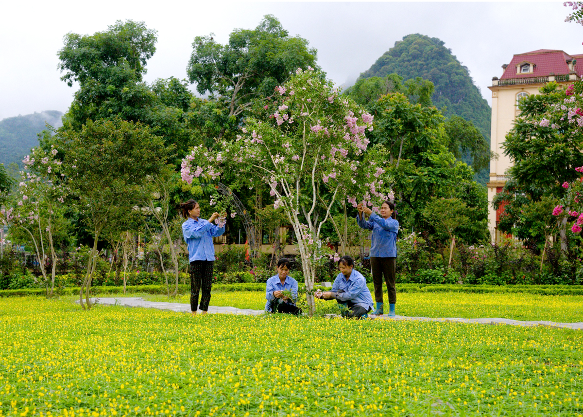 Dưới đôi bàn tay khéo léo của nghệ nhân và những người công nhân chăm sóc cảnh quan đô thị huyện Quang Bình, hoa Tường vi và các những loại hoa khác đua nhau khoe sắc thắm