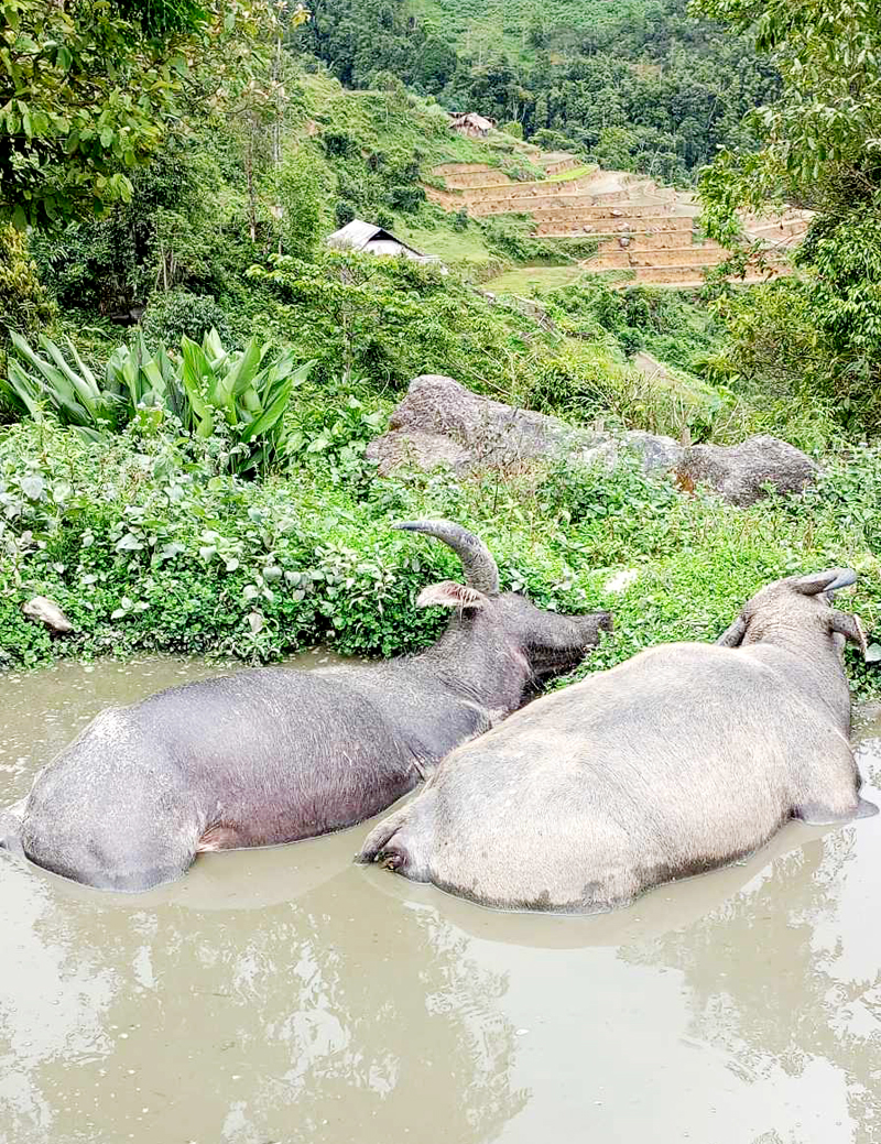 Thiên tai làm chết 2 con trâu của người dân thôn Lang Cang, xã Xuân Minh (Quang Bình). Ảnh CTV