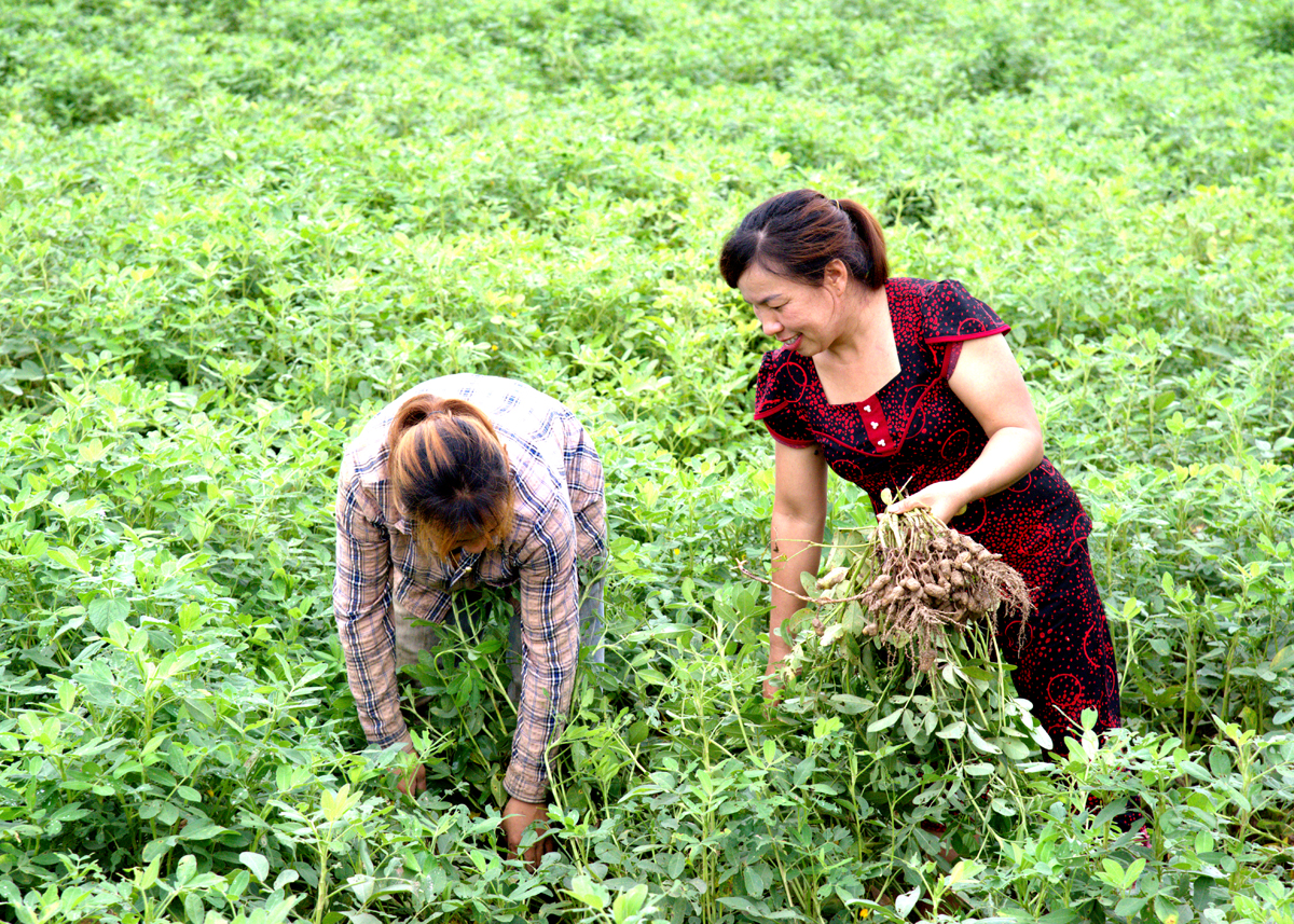Nông dân xã Bằng Lang (Quang Bình) rộn ràng vào vụ
thu hoạch lạc
