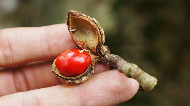 Hạt dổi là món quà quý mà thiên nhiên ban tặng cho vùng Tây Bắc