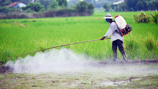 Người dân cần nắm rõ nguyên tắc “bốn đúng”: đúng thuốc, đúng nồng độ liều lượng, đúng lúc, đúng cách khi sử dụng thuốc BVTV.