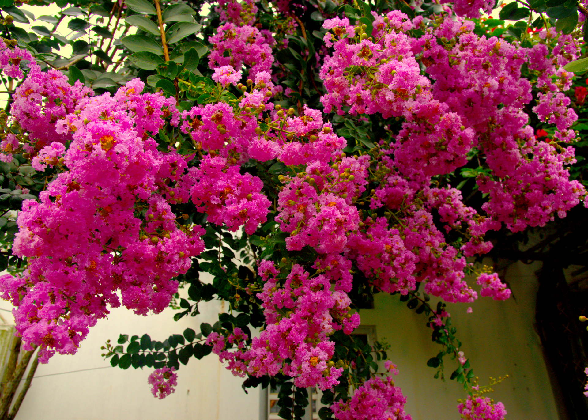 The crepe myrtle is a woody plant, with its tree structure divided into many branches, blooming brightly from early Summer to late Fall.