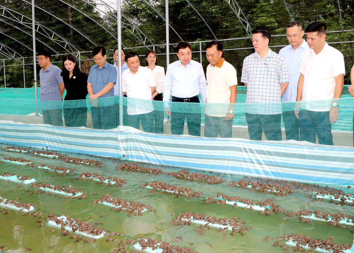 Quyền Bí thư Tỉnh ủy Nguyễn Mạnh Dũng thăm mô hình nuôi ếch tại thôn My Bắc, xã Tân Bắc. 