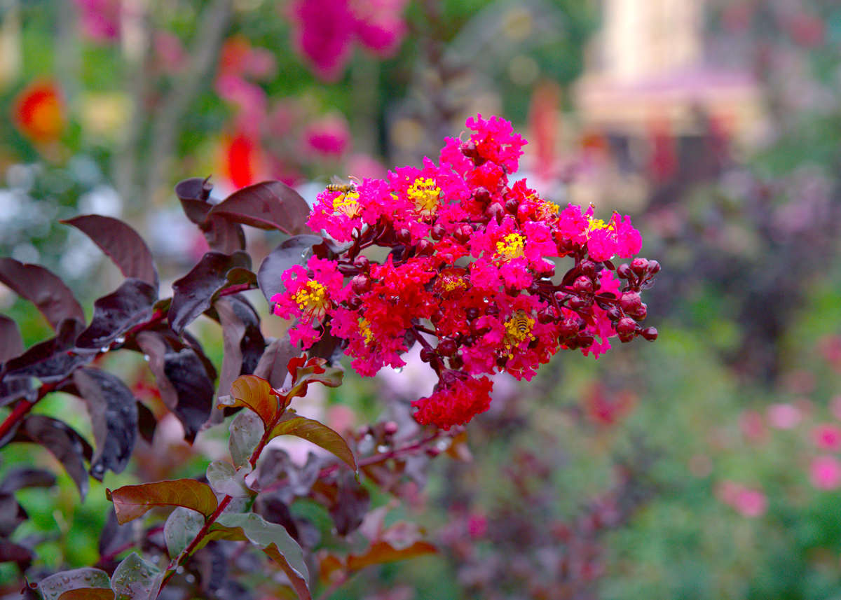 Delicate petals, beautiful colours.