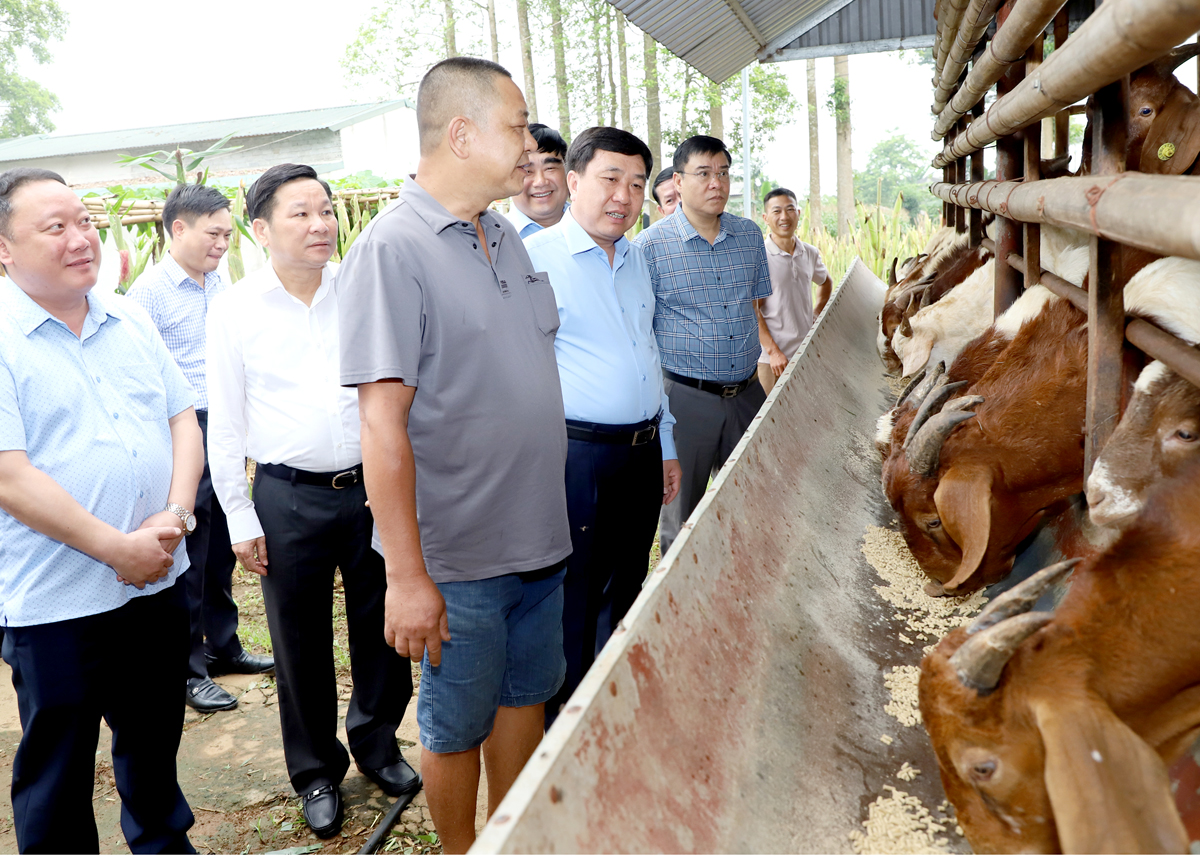 Quyền Bí thư Tỉnh ủy Nguyễn Mạnh Dũng thăm mô hình nuôi Dê nhốt tại thôn Vĩnh Tiến, xã Quyết Tiến.