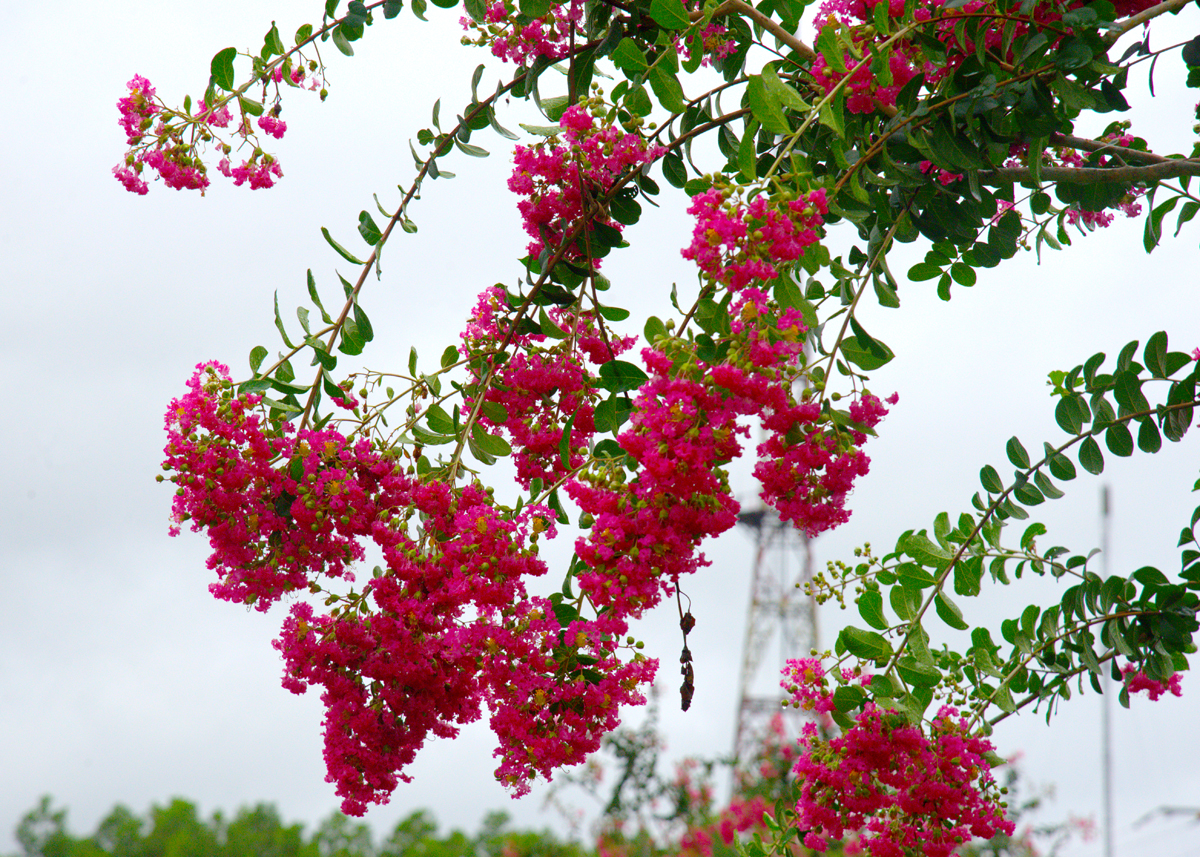 The beauty of the crepe myrtle captivates peoples hearts.