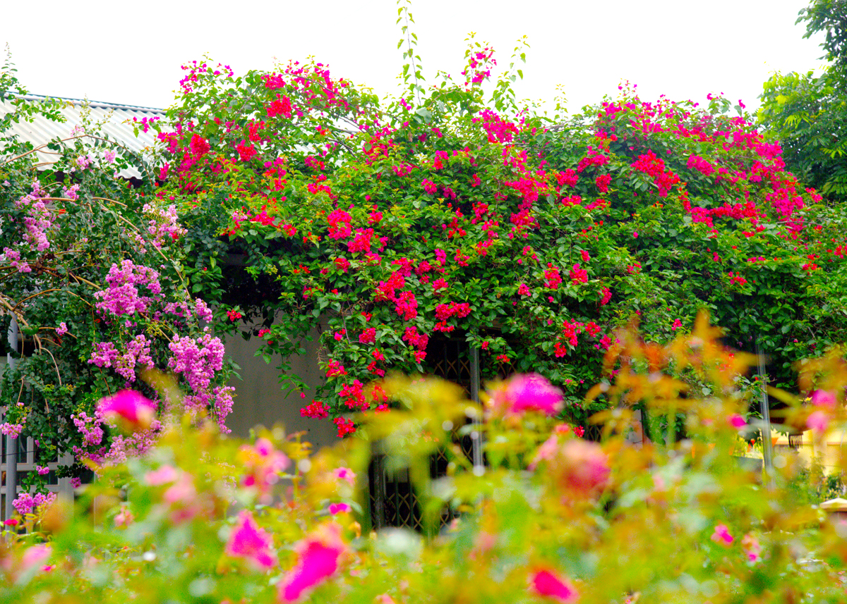 Other types of flowers are planted with crepe myrtle flowers, creating a colour-filled scene.