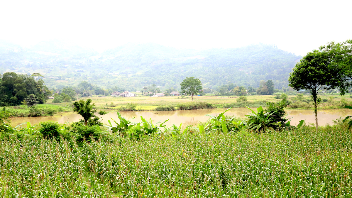 Diện tích hoa màu phía hạ lưu nhà máy thủy điện sông Miện 5 không bị ảnh hưởng sau lũ (ảnh chụp sáng 12.6.2024).